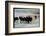 Wild Mustang Horses Running Across Field in Wyoming and Montana-Bill Eppridge-Framed Photographic Print