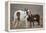 Wild Mustang Pinto Foal Nuzzling Up To Mother, Sand Wash Basin Herd Area, Colorado, USA-Carol Walker-Framed Premier Image Canvas