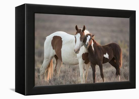 Wild Mustang Pinto Foal Nuzzling Up To Mother, Sand Wash Basin Herd Area, Colorado, USA-Carol Walker-Framed Premier Image Canvas