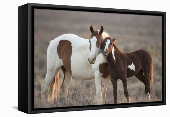 Wild Mustang Pinto Foal Nuzzling Up To Mother, Sand Wash Basin Herd Area, Colorado, USA-Carol Walker-Framed Premier Image Canvas
