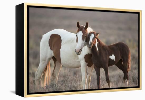 Wild Mustang Pinto Foal Nuzzling Up To Mother, Sand Wash Basin Herd Area, Colorado, USA-Carol Walker-Framed Premier Image Canvas