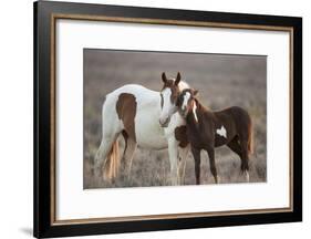 Wild Mustang Pinto Foal Nuzzling Up To Mother, Sand Wash Basin Herd Area, Colorado, USA-Carol Walker-Framed Photographic Print