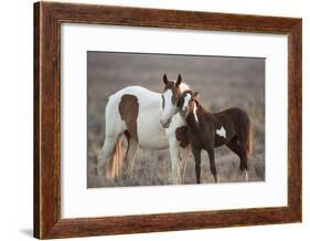Wild Mustang Pinto Foal Nuzzling Up To Mother, Sand Wash Basin Herd Area, Colorado, USA-Carol Walker-Framed Photographic Print