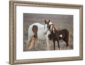 Wild Mustang Pinto Foal Nuzzling Up To Mother, Sand Wash Basin Herd Area, Colorado, USA-Carol Walker-Framed Photographic Print