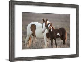 Wild Mustang Pinto Foal Nuzzling Up To Mother, Sand Wash Basin Herd Area, Colorado, USA-Carol Walker-Framed Photographic Print