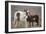 Wild Mustang Pinto Foal Nuzzling Up To Mother, Sand Wash Basin Herd Area, Colorado, USA-Carol Walker-Framed Photographic Print