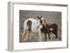Wild Mustang Pinto Foal Nuzzling Up To Mother, Sand Wash Basin Herd Area, Colorado, USA-Carol Walker-Framed Photographic Print