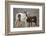 Wild Mustang Pinto Foal Nuzzling Up To Mother, Sand Wash Basin Herd Area, Colorado, USA-Carol Walker-Framed Photographic Print