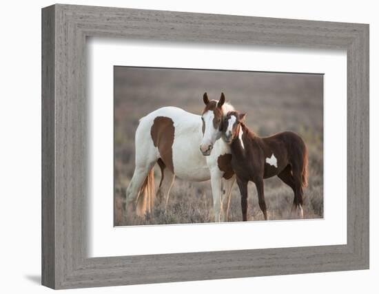 Wild Mustang Pinto Foal Nuzzling Up To Mother, Sand Wash Basin Herd Area, Colorado, USA-Carol Walker-Framed Photographic Print