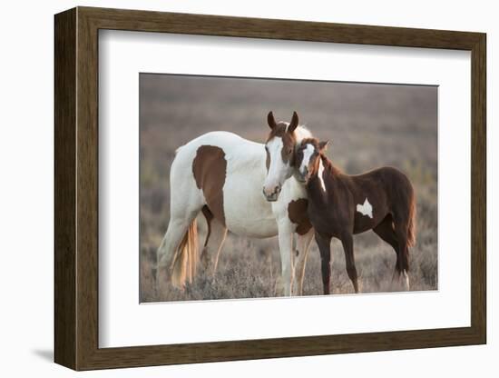 Wild Mustang Pinto Foal Nuzzling Up To Mother, Sand Wash Basin Herd Area, Colorado, USA-Carol Walker-Framed Photographic Print