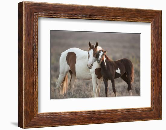 Wild Mustang Pinto Foal Nuzzling Up To Mother, Sand Wash Basin Herd Area, Colorado, USA-Carol Walker-Framed Photographic Print