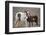 Wild Mustang Pinto Foal Nuzzling Up To Mother, Sand Wash Basin Herd Area, Colorado, USA-Carol Walker-Framed Photographic Print