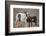 Wild Mustang Pinto Foal Nuzzling Up To Mother, Sand Wash Basin Herd Area, Colorado, USA-Carol Walker-Framed Photographic Print