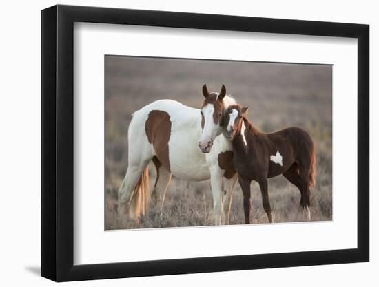 Wild Mustang Pinto Foal Nuzzling Up To Mother, Sand Wash Basin Herd Area, Colorado, USA-Carol Walker-Framed Photographic Print