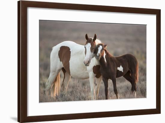 Wild Mustang Pinto Foal Nuzzling Up To Mother, Sand Wash Basin Herd Area, Colorado, USA-Carol Walker-Framed Photographic Print