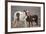 Wild Mustang Pinto Foal Nuzzling Up To Mother, Sand Wash Basin Herd Area, Colorado, USA-Carol Walker-Framed Photographic Print