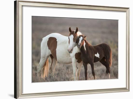 Wild Mustang Pinto Foal Nuzzling Up To Mother, Sand Wash Basin Herd Area, Colorado, USA-Carol Walker-Framed Photographic Print