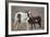 Wild Mustang Pinto Foal Nuzzling Up To Mother, Sand Wash Basin Herd Area, Colorado, USA-Carol Walker-Framed Photographic Print