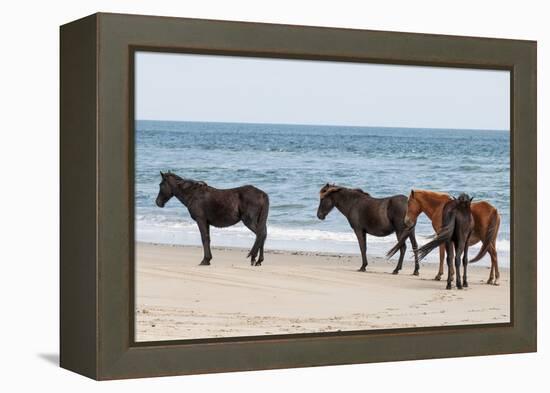 Wild Mustangs (Banker Horses) (Equus Ferus Caballus) in Currituck National Wildlife Refuge-Michael DeFreitas-Framed Premier Image Canvas