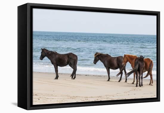 Wild Mustangs (Banker Horses) (Equus Ferus Caballus) in Currituck National Wildlife Refuge-Michael DeFreitas-Framed Premier Image Canvas