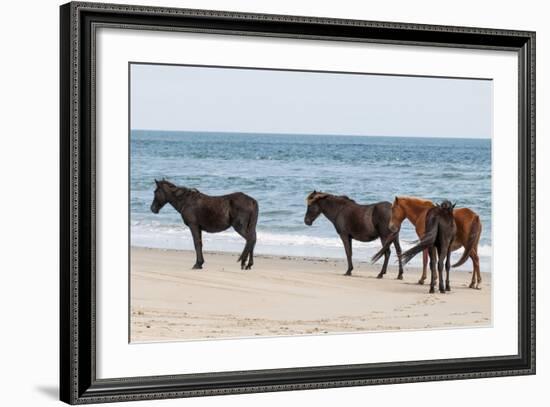 Wild Mustangs (Banker Horses) (Equus Ferus Caballus) in Currituck National Wildlife Refuge-Michael DeFreitas-Framed Photographic Print