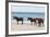 Wild Mustangs (Banker Horses) (Equus Ferus Caballus) in Currituck National Wildlife Refuge-Michael DeFreitas-Framed Photographic Print