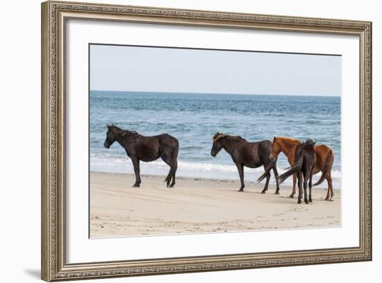 Wild Mustangs (Banker Horses) (Equus Ferus Caballus) in Currituck National Wildlife Refuge-Michael DeFreitas-Framed Photographic Print