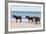 Wild Mustangs (Banker Horses) (Equus Ferus Caballus) in Currituck National Wildlife Refuge-Michael DeFreitas-Framed Photographic Print