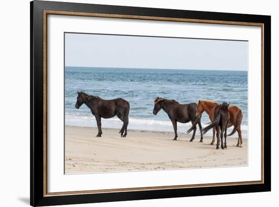 Wild Mustangs (Banker Horses) (Equus Ferus Caballus) in Currituck National Wildlife Refuge-Michael DeFreitas-Framed Photographic Print