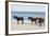 Wild Mustangs (Banker Horses) (Equus Ferus Caballus) in Currituck National Wildlife Refuge-Michael DeFreitas-Framed Photographic Print