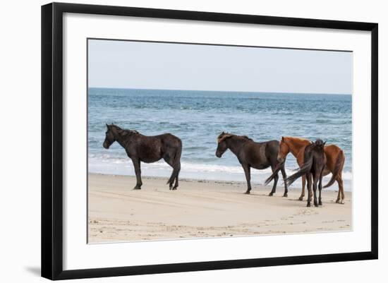 Wild Mustangs (Banker Horses) (Equus Ferus Caballus) in Currituck National Wildlife Refuge-Michael DeFreitas-Framed Photographic Print