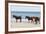 Wild Mustangs (Banker Horses) (Equus Ferus Caballus) in Currituck National Wildlife Refuge-Michael DeFreitas-Framed Photographic Print