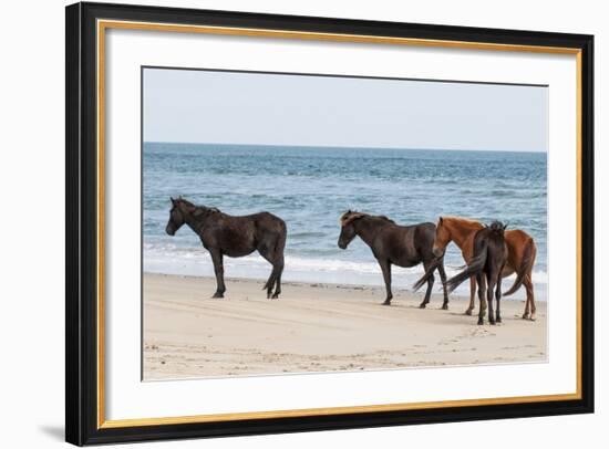 Wild Mustangs (Banker Horses) (Equus Ferus Caballus) in Currituck National Wildlife Refuge-Michael DeFreitas-Framed Photographic Print