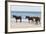 Wild Mustangs (Banker Horses) (Equus Ferus Caballus) in Currituck National Wildlife Refuge-Michael DeFreitas-Framed Photographic Print