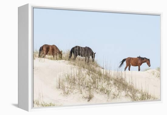 Wild Mustangs (Banker Horses) (Equus Ferus Caballus) in Currituck National Wildlife Refuge-Michael DeFreitas-Framed Premier Image Canvas