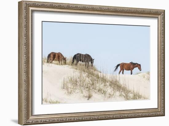 Wild Mustangs (Banker Horses) (Equus Ferus Caballus) in Currituck National Wildlife Refuge-Michael DeFreitas-Framed Photographic Print