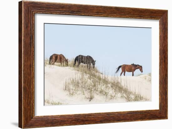 Wild Mustangs (Banker Horses) (Equus Ferus Caballus) in Currituck National Wildlife Refuge-Michael DeFreitas-Framed Photographic Print