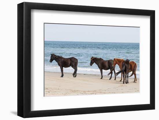 Wild Mustangs (Banker Horses) (Equus Ferus Caballus) in Currituck National Wildlife Refuge-Michael DeFreitas-Framed Photographic Print