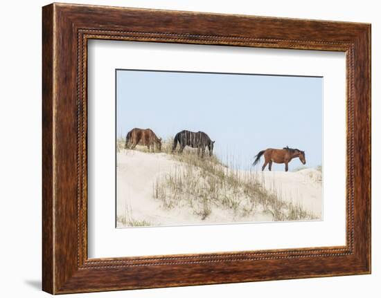 Wild Mustangs (Banker Horses) (Equus Ferus Caballus) in Currituck National Wildlife Refuge-Michael DeFreitas-Framed Photographic Print