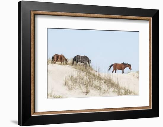 Wild Mustangs (Banker Horses) (Equus Ferus Caballus) in Currituck National Wildlife Refuge-Michael DeFreitas-Framed Photographic Print