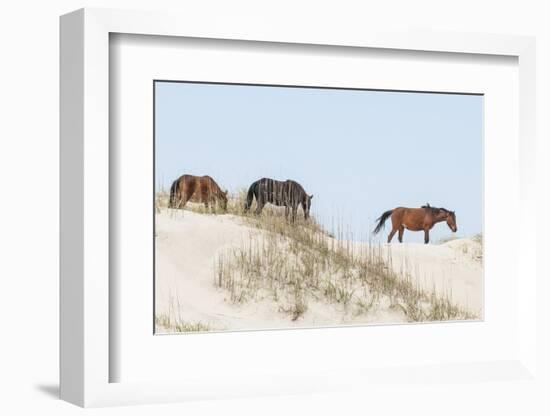 Wild Mustangs (Banker Horses) (Equus Ferus Caballus) in Currituck National Wildlife Refuge-Michael DeFreitas-Framed Photographic Print