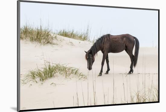 Wild Mustangs in Currituck National Wildlife Refuge, Corolla, Outer Banks, North Carolina-Michael DeFreitas-Mounted Photographic Print