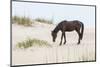 Wild Mustangs in Currituck National Wildlife Refuge, Corolla, Outer Banks, North Carolina-Michael DeFreitas-Mounted Photographic Print