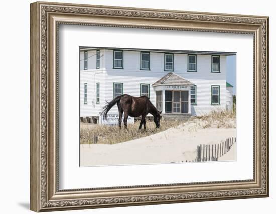 Wild Mustangs in Currituck National Wildlife Refuge, Corolla, Outer Banks, North Carolina-Michael DeFreitas-Framed Photographic Print