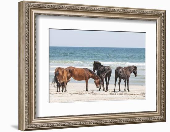 Wild Mustangs in Currituck National Wildlife Refuge, Corolla, Outer Banks, North Carolina-Michael DeFreitas-Framed Photographic Print