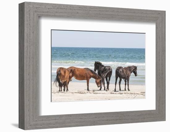 Wild Mustangs in Currituck National Wildlife Refuge, Corolla, Outer Banks, North Carolina-Michael DeFreitas-Framed Photographic Print