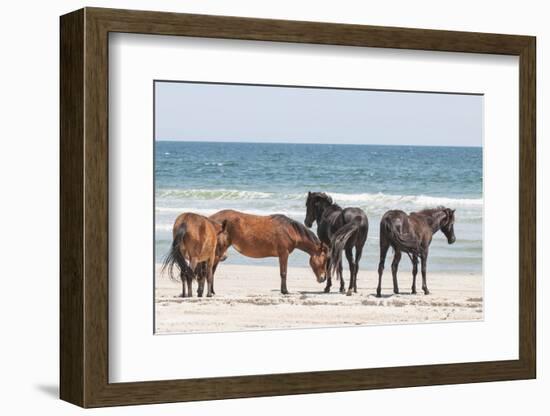 Wild Mustangs in Currituck National Wildlife Refuge, Corolla, Outer Banks, North Carolina-Michael DeFreitas-Framed Photographic Print