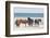 Wild Mustangs in Currituck National Wildlife Refuge, Corolla, Outer Banks, North Carolina-Michael DeFreitas-Framed Photographic Print