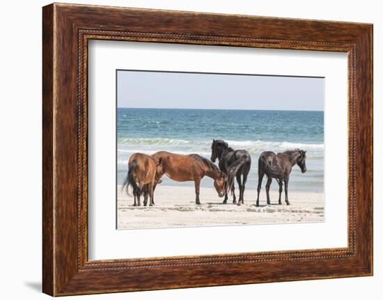 Wild Mustangs in Currituck National Wildlife Refuge, Corolla, Outer Banks, North Carolina-Michael DeFreitas-Framed Photographic Print