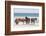 Wild Mustangs in Currituck National Wildlife Refuge, Corolla, Outer Banks, North Carolina-Michael DeFreitas-Framed Photographic Print